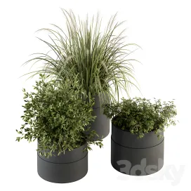 Indoor plant plants set in pot